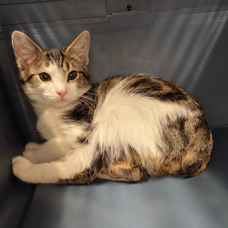 A baby medium-sized male Gray / Blue / Silver Domestic Short Hair cat named Studly for adoption in Chattanooga, TN