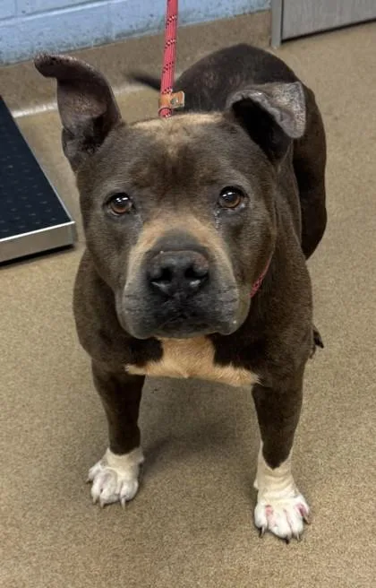 An adult large-sized male Mixed Breed dog named Ape for adoption in Chamblee, GA
