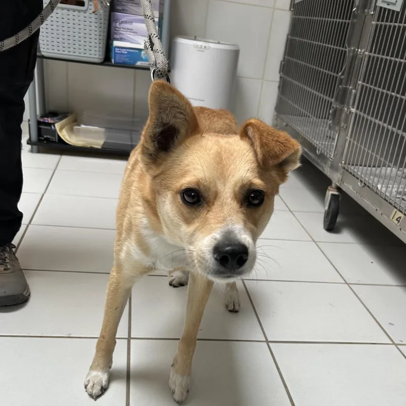 An adult small-sized male Yellow / Tan / Blond / Fawn Shiba Inu dog named Max for adoption in Ojai, CA