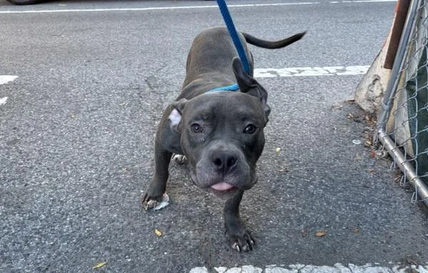 A young medium-sized male Mixed Breed dog named Max for adoption in New York, NY