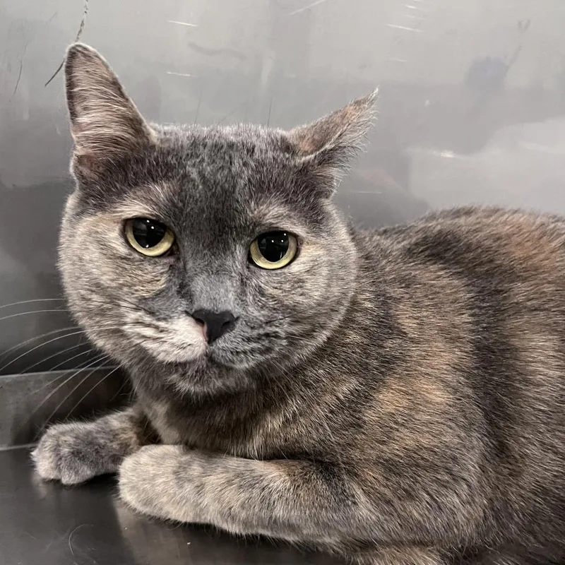An adult medium-sized female Calico Domestic Short Hair cat named Willa for adoption in Washburn, MO