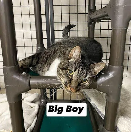 A senior medium-sized male Tabby (Brown / Chocolate) Domestic Short Hair cat named Kronk for adoption in Raleigh, NC
