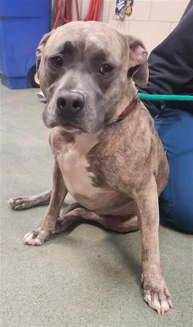 An adult medium-sized female Staffordshire Bull Terrier dog named Razzy for adoption in Santa Fe, NM