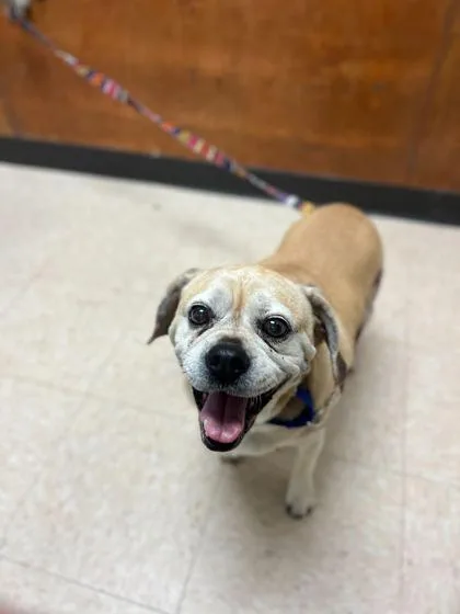 A senior medium-sized male Pug dog named Marbles for adoption in Burlington, WA