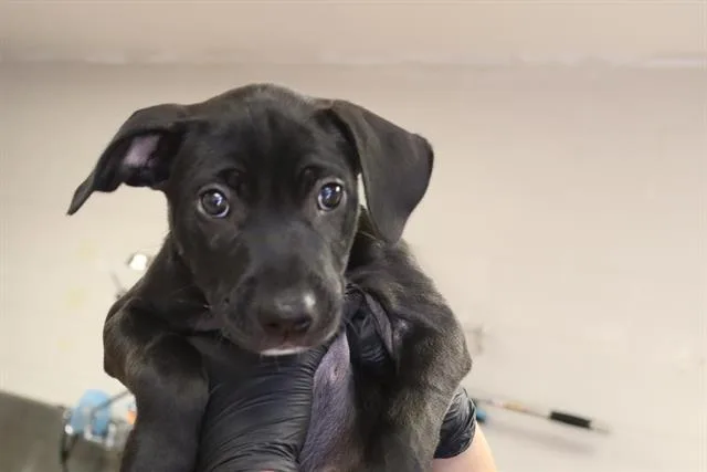 A baby small-sized female Mixed Breed dog named Blue Rose for adoption in Columbia, SC