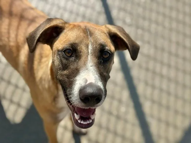 A young medium-sized female Belgian Shepherd / Malinois dog named Fancy for adoption in Tulsa, OK