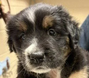 A baby medium-sized female Labrador Retriever dog named Delta for adoption in Bloomfield, CT