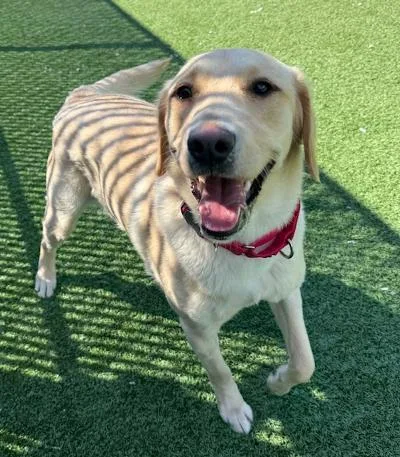 A young large-sized female Yellow / Tan / Blond / Fawn Labrador Retriever dog named Hula for adoption in Long Beach, NY