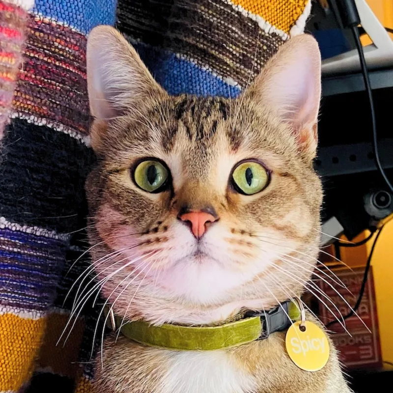 An adult extra large-sized female Domestic Short Hair cat named Spicie for adoption in Santa Fe, NM