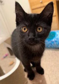 A baby medium-sized female Black Domestic Short Hair cat named Mary Joe for adoption in Walled Lake, MI