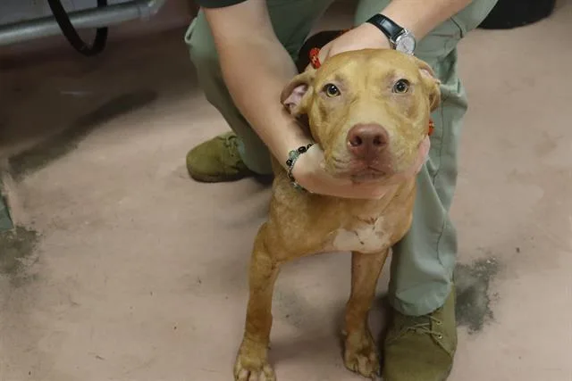 A young large-sized male Mixed Breed dog named Manning for adoption in Columbia, SC