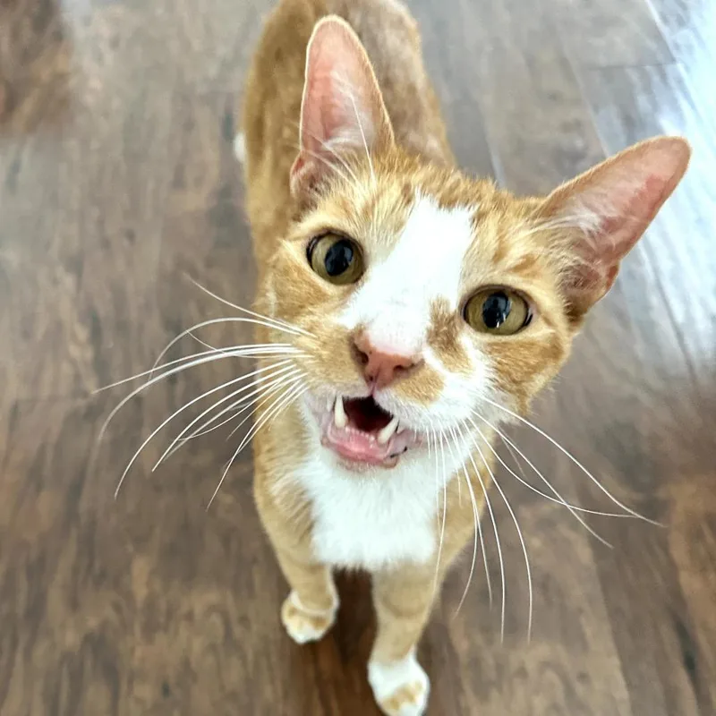 A young small-sized male Orange / Red Domestic Short Hair cat named Peanut for adoption in Long Beach, CA