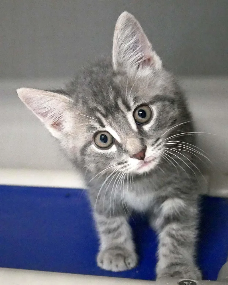 A baby small-sized male Domestic Short Hair cat named Bubba for adoption in Bloomingdale, NJ