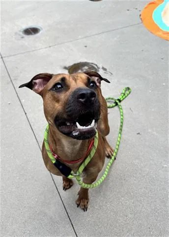 A young medium-sized female Pit Bull Terrier dog named Freya for adoption in Dayton, OH