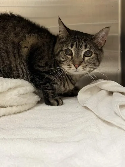 A senior small-sized female Domestic Short Hair cat named Darla Mae for adoption in Farmers Branch, TX