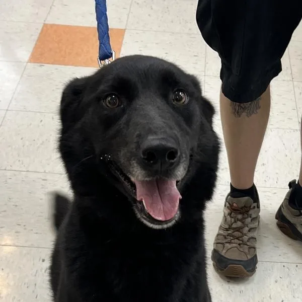 Maya