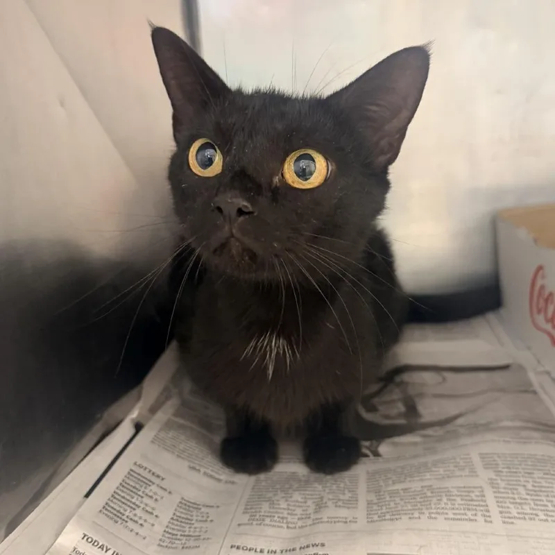 A young medium-sized female Black Domestic Short Hair cat named Fern for adoption in Corinth, MS