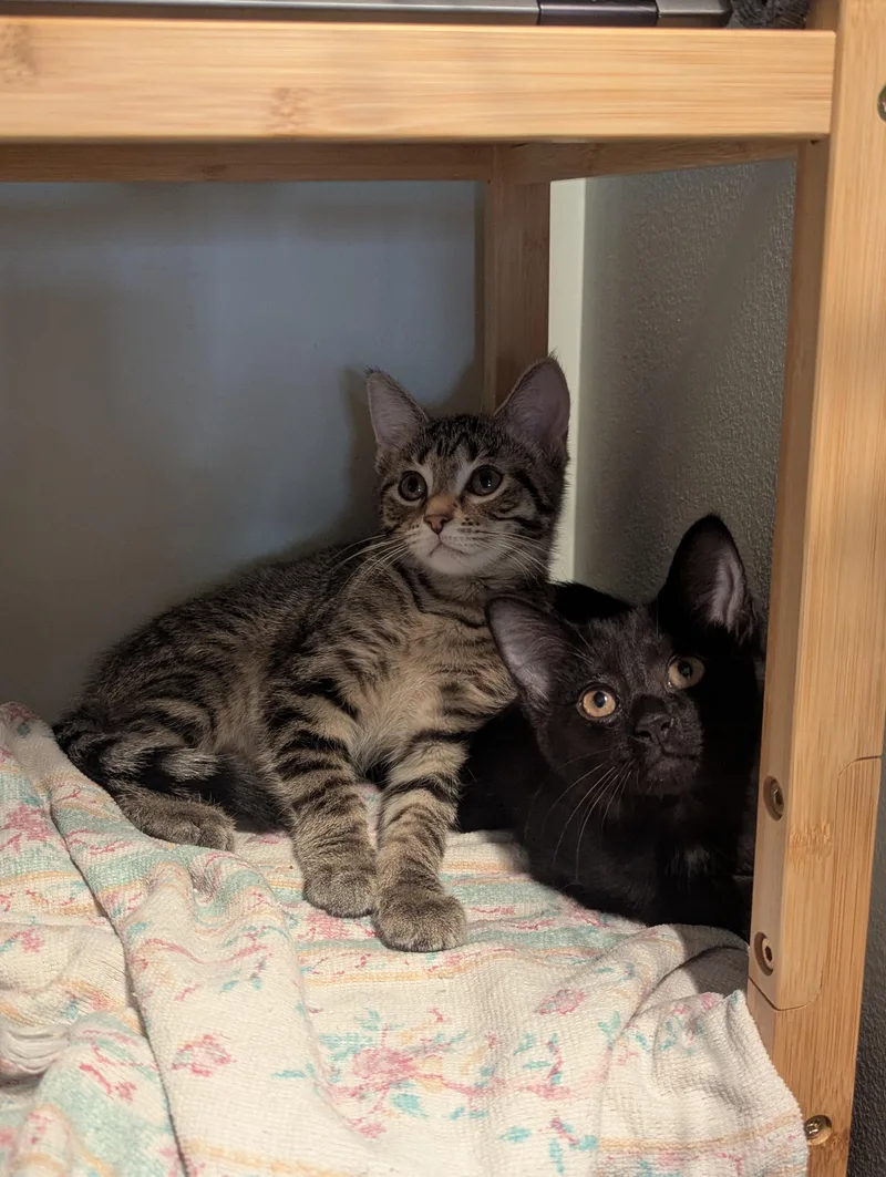 A baby medium-sized female Tabby (Brown / Chocolate) Domestic Short Hair cat named Lychee for adoption in Columbus, OH