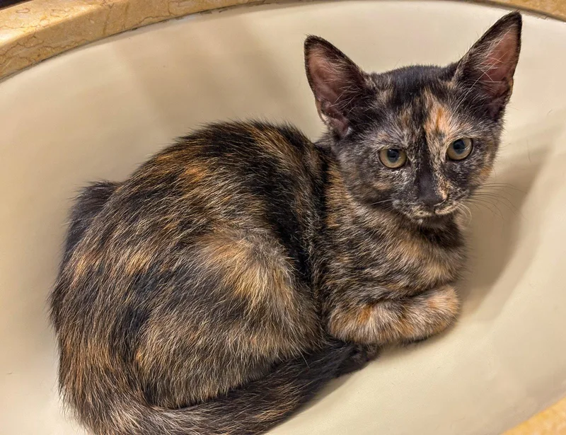 A baby medium-sized female Tortoiseshell cat named Juli for adoption in Lighthouse Point, FL