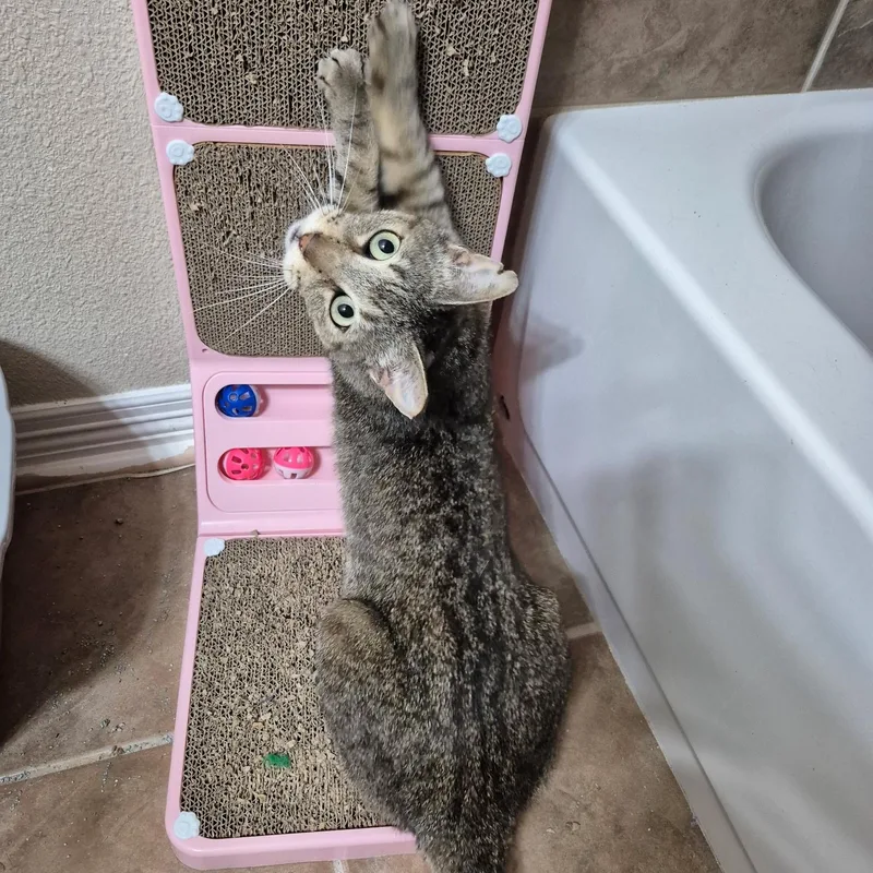 An adult medium-sized male Tabby (Brown / Chocolate) Domestic Short Hair cat named Tigger for adoption in Houston, TX