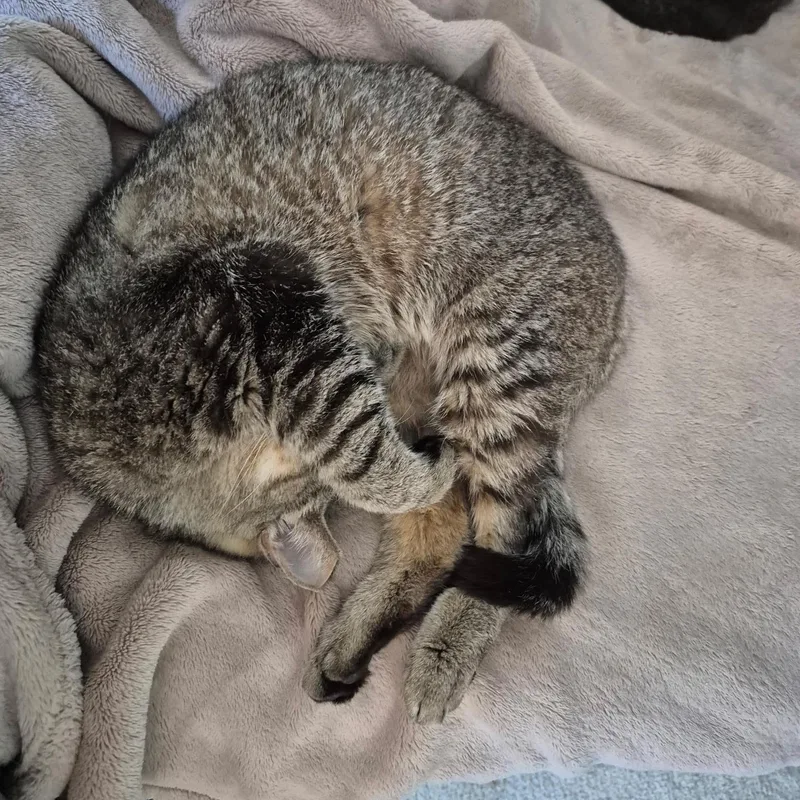 Tigger thumbnail 2
