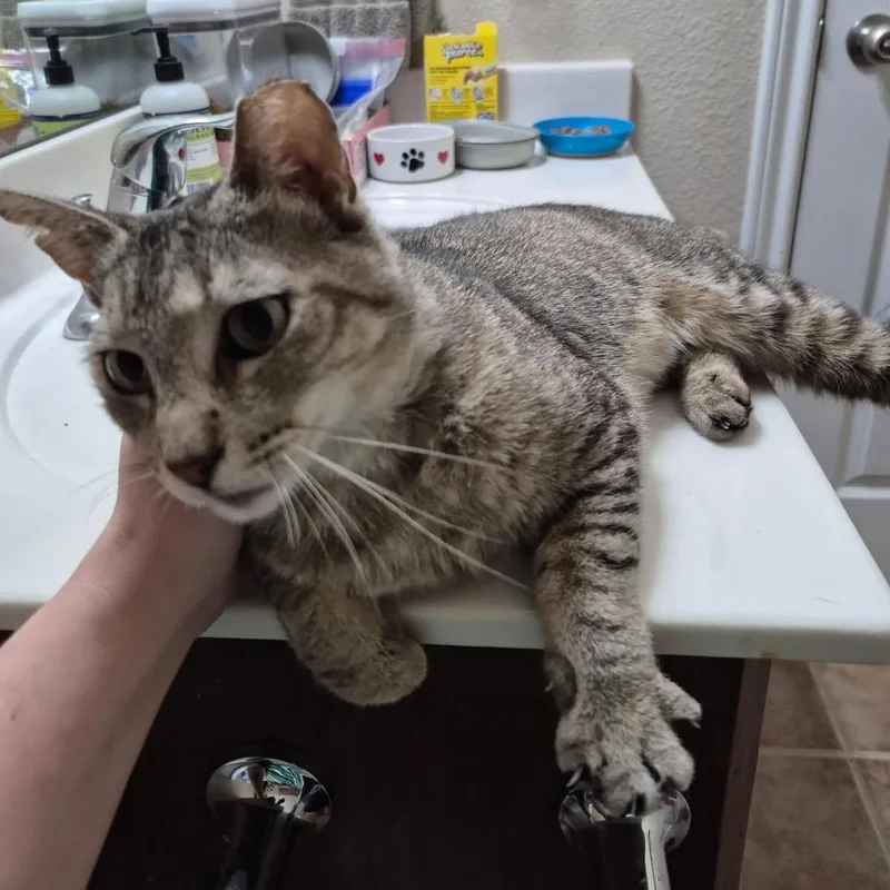 Tigger thumbnail 3