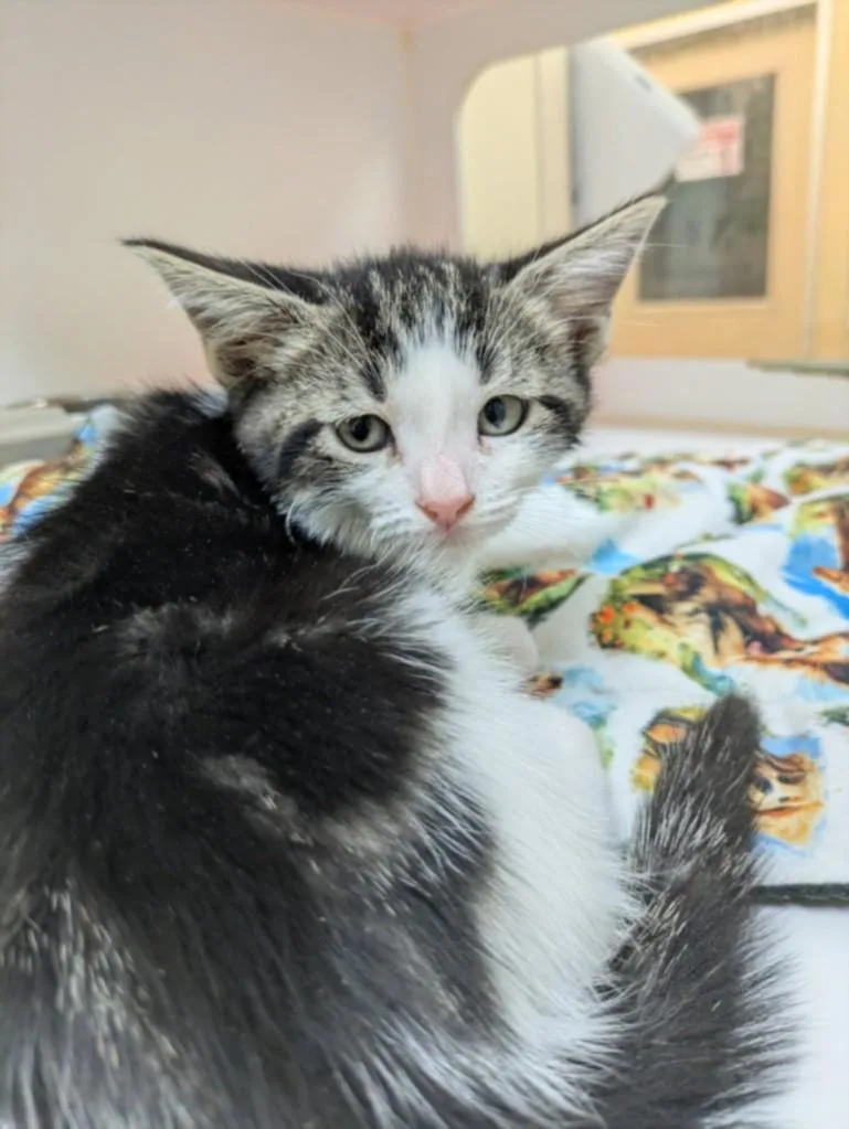 A baby small-sized male Domestic Medium Hair cat named Biscotti for adoption in Texas City, TX