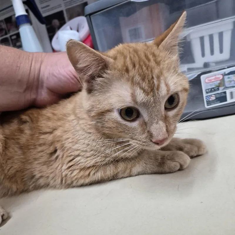 An adult medium-sized male Orange / Red Domestic Short Hair cat named Stewie for adoption in Ardmore, OK