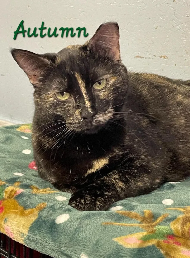 An adult medium-sized female Tortoiseshell cat named Autumn for adoption in Flint Hill, VA