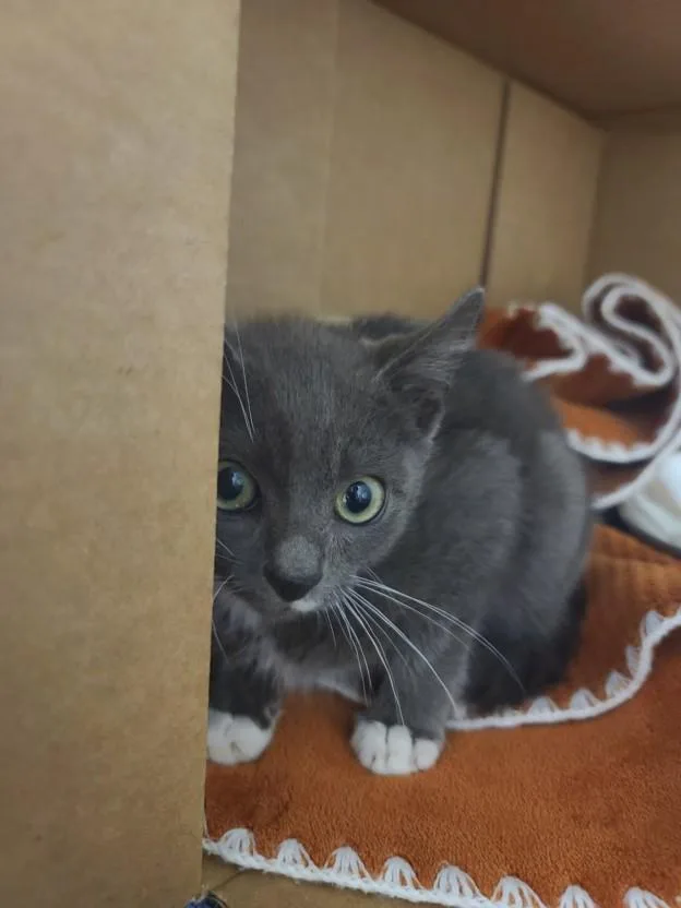 A baby small-sized male Domestic Short Hair cat named Dusky for adoption in Hayward, CA