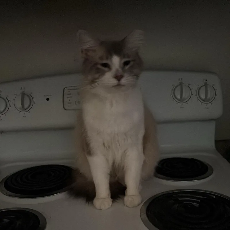 An adult small-sized male Black & White / Tuxedo Siamese cat named Mischief for adoption in Roanoke, VA