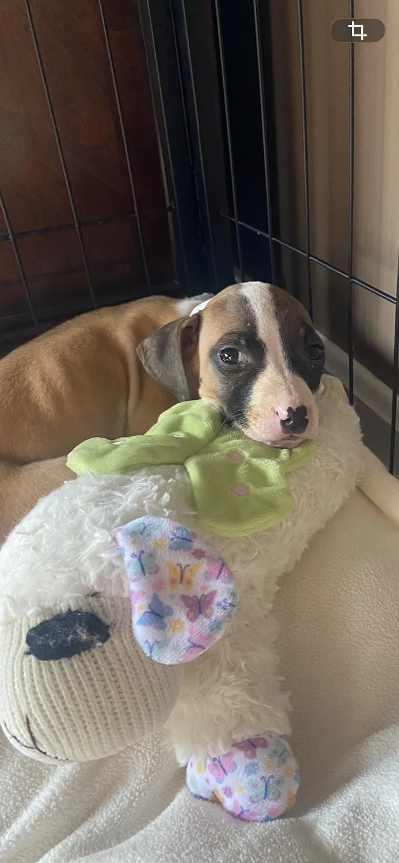 A baby medium-sized female Boxer dog named Trinity for adoption in Newport, KY