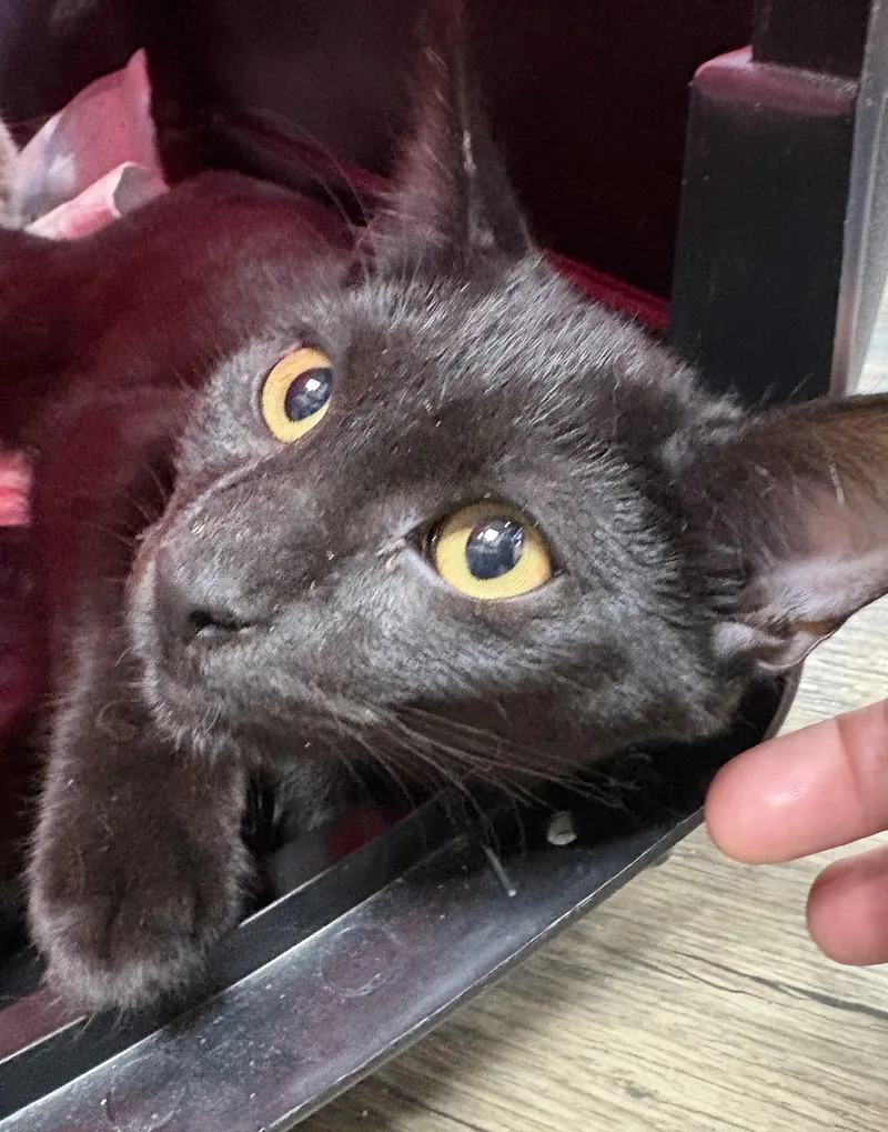 A baby small-sized female Domestic Short Hair cat named Worm for adoption in Galloway, NJ