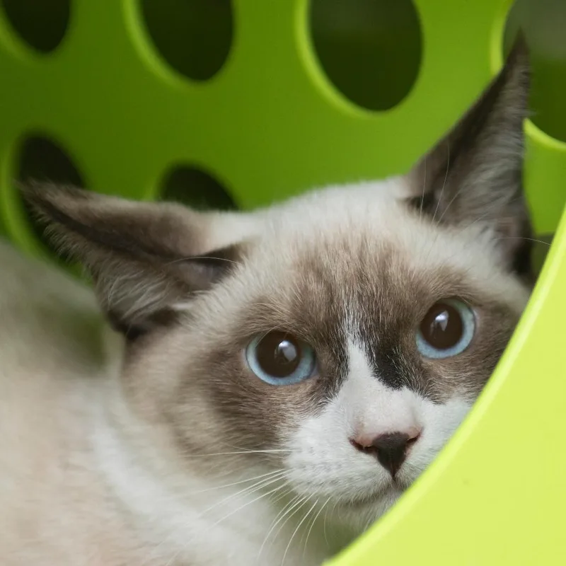 A young medium-sized male Cream / Ivory Domestic Short Hair cat named Bandit for adoption in Middletown, RI