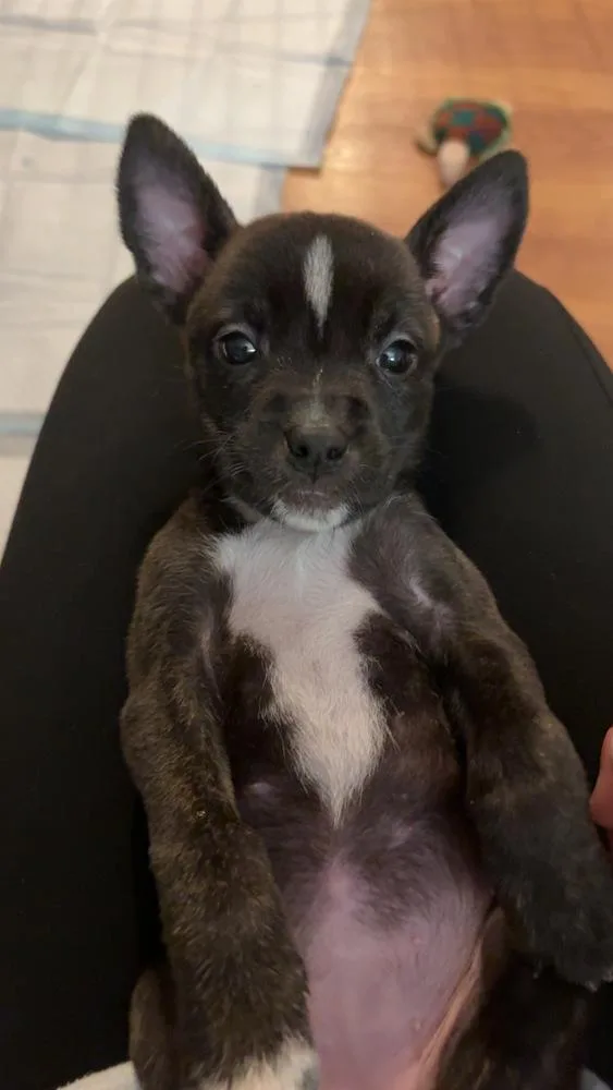 Francesca thumbnail 3