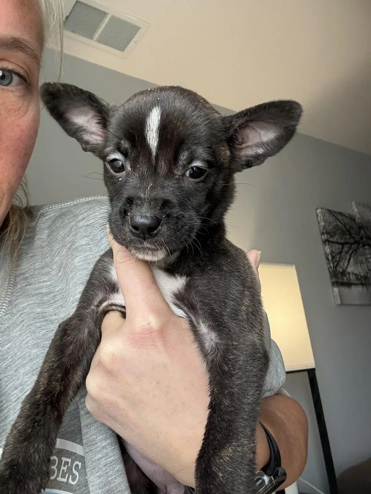 Francesca thumbnail 4