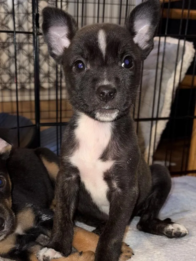 Francesca thumbnail 6