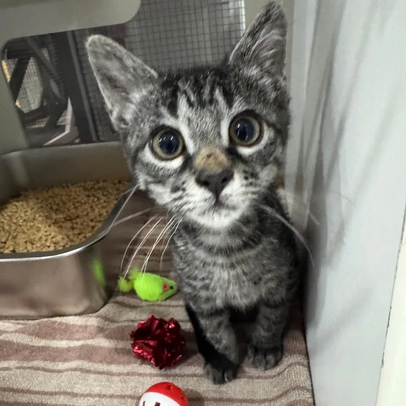 A baby small-sized male Gray / Blue / Silver Domestic Short Hair cat named Slinky for adoption in Seminole, FL