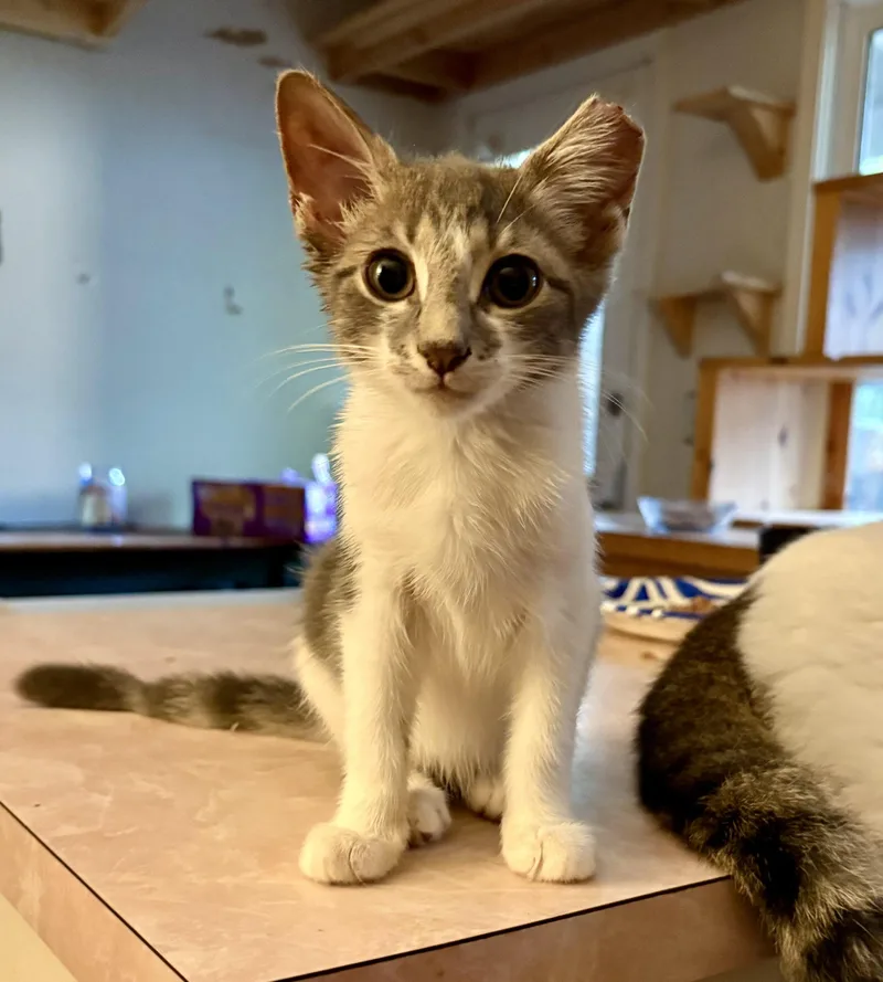 A baby medium-sized male Domestic Short Hair cat named Moose for adoption in Columbia, SC