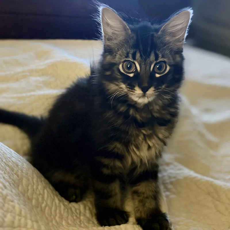 A baby small-sized female Tabby (Gray / Blue / Silver) Domestic Long Hair cat named Smokey & Bandit for adoption in Liverpool, TX