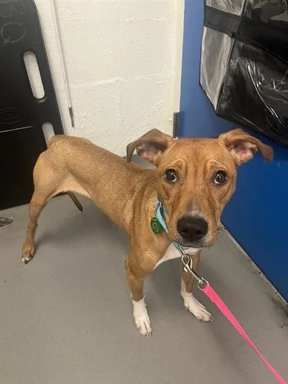 A young medium-sized female Pit Bull Terrier dog named Sushi for adoption in Seattle, WA