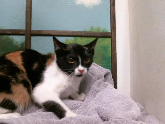 A young medium-sized female Domestic Short Hair cat named Belinda for adoption in Houston, TX