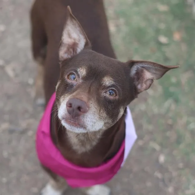 An adult small-sized male Chihuahua dog named Scooby for adoption in San Antonio, TX