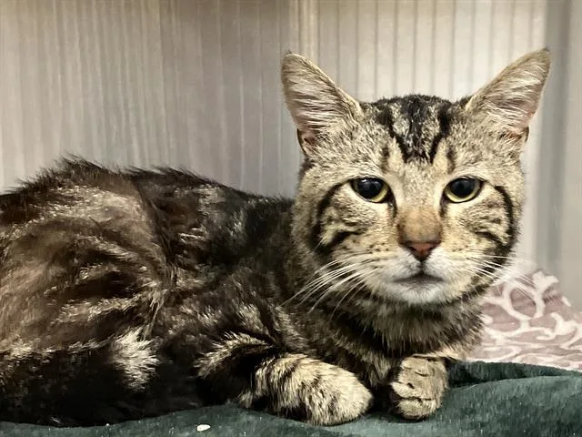 An adult small-sized male Domestic Short Hair cat named Marrok for adoption in Tustin, CA
