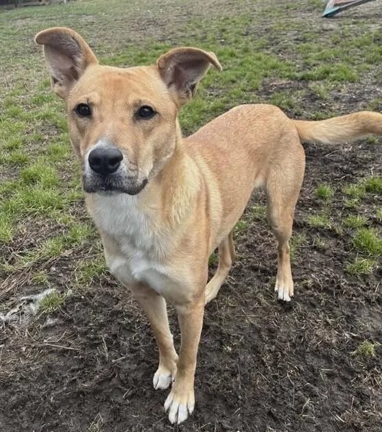 A young medium-sized female White / Cream Carolina Dog dog named Matilda for adoption in Washington, DC