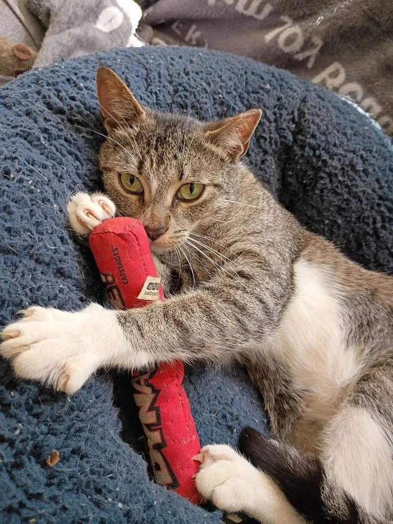 A baby large-sized female Domestic Short Hair cat named Iris for adoption in Hardeeville, SC