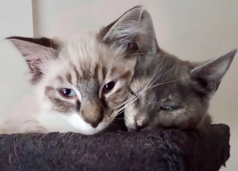 Roland & Daisy thumbnail 2