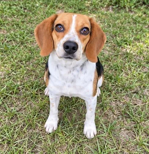 An adult small-sized female Beagle dog named Bella for adoption in Foley, AL
