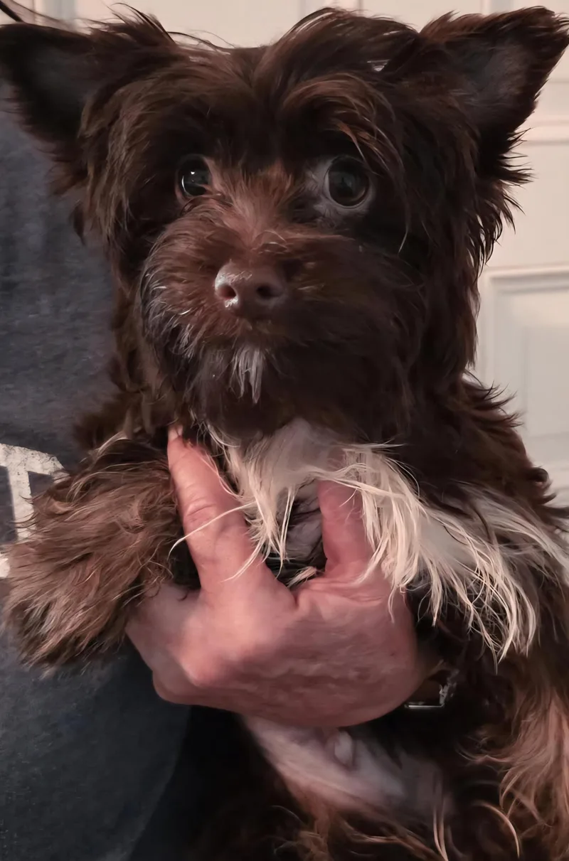 A young small-sized male Yorkshire Terrier dog named Aster for adoption in Cambridge, MD