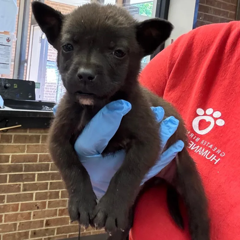 A baby small-sized female Black Terrier dog named Moonie for adoption in Birmingham, AL